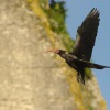 Ibis skalni - Geronticus eremita - Waldrapp - Bald Ibis 5917